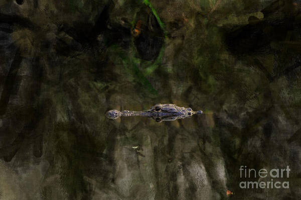 Alligator Art Print featuring the photograph Alligator in swamp by Dan Friend