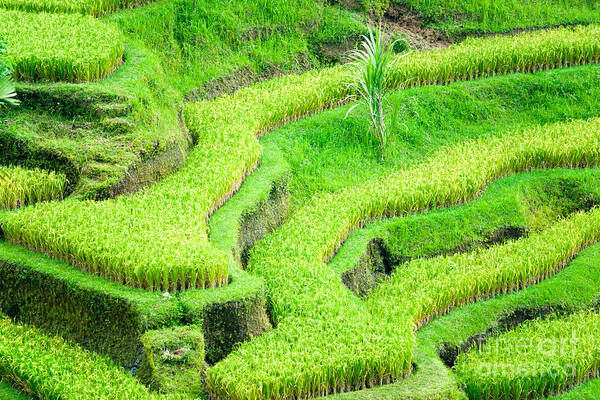 Agriculture Art Print featuring the photograph Amazing Rice Terrace field by Luciano Mortula