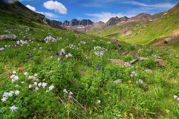 Colorado Art Print featuring the photograph American Basin Wildflowers by Steve Stuller