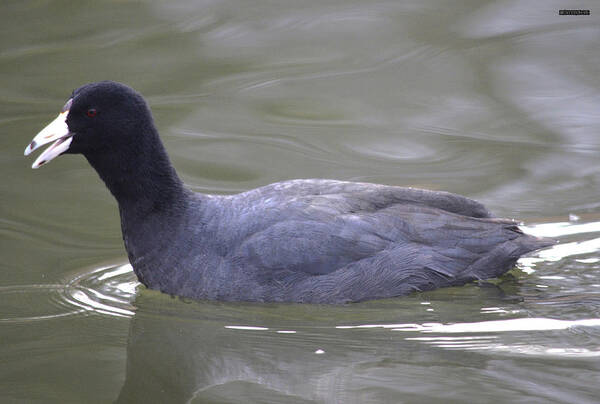  Art Print featuring the photograph American Coot by Brian Stevens