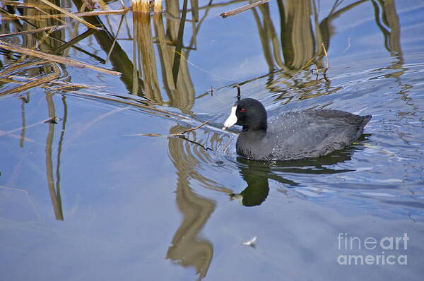 Photography Art Print featuring the photograph American Coot by Sean Griffin