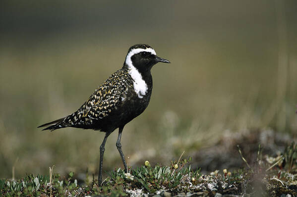 Mp Art Print featuring the photograph American Golden-plover Pluvialis by Michael Quinton