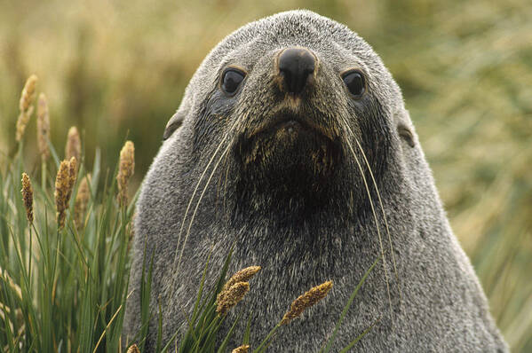 Mp Art Print featuring the photograph Antarctic Fur Seal Arctocephalus by Gerry Ellis