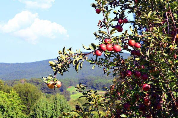 Apples Art Print featuring the photograph Apples on a Tree by Susan Leggett