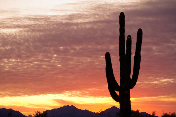 Arizona Art Print featuring the photograph Arizona Saguaro Sunrise by James BO Insogna