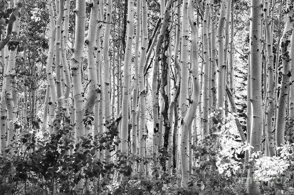 Tree - Plant - Flower Art Print featuring the photograph Aspen by Dennis Hammer