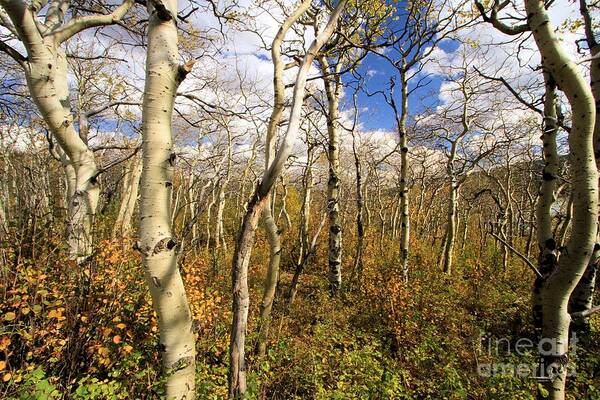 Aspen Trees Art Print featuring the photograph Aspen Glow by Adam Jewell