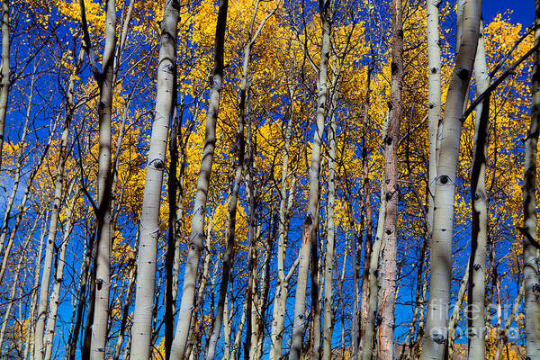 Trees Art Print featuring the photograph Aspen Grove by Barbara Schultheis