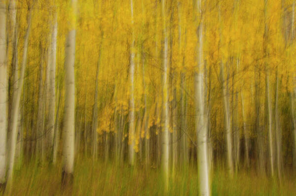 Trees.tall Art Print featuring the photograph Aspen valley by Carolyn D'Alessandro