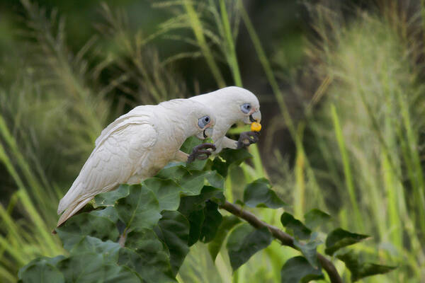 Corella Art Print featuring the photograph At the Dinner Table by Douglas Barnard