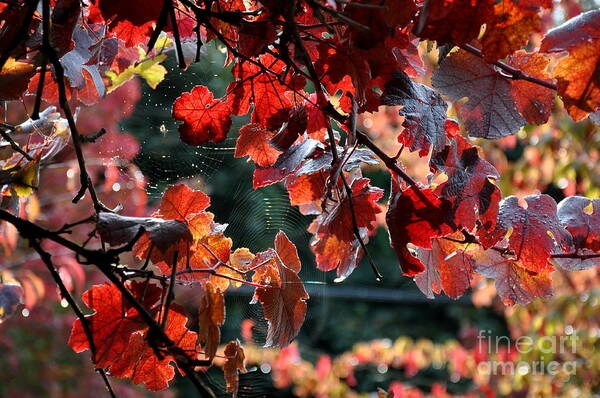 Autumn Art Print featuring the photograph Autumn Grapes and Spider Webs by Tatyana Searcy