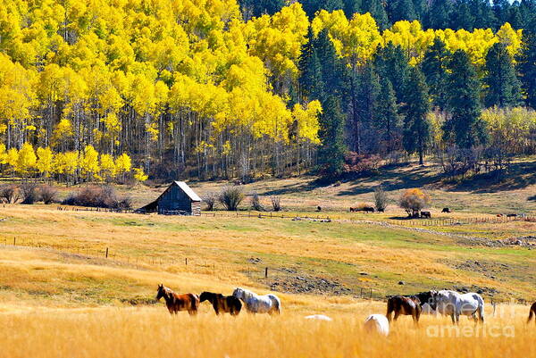 Horses Art Print featuring the photograph Autumn In Pagosa by Johanne Peale