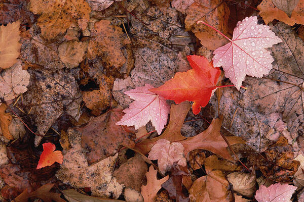 Mp Art Print featuring the photograph Autumn Leaves On Forest Floor by Gerry Ellis