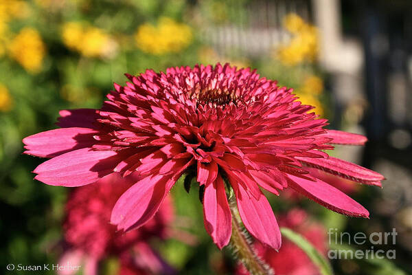 Outdoors Art Print featuring the photograph Autumn Pink by Susan Herber