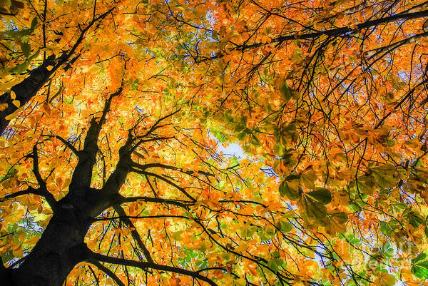Orange Art Print featuring the photograph Autumn Sky by Hannes Cmarits