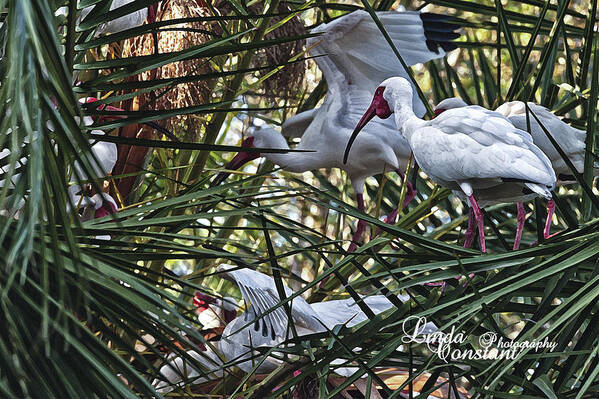 Crane Art Print featuring the photograph Aviary by Linda Constant