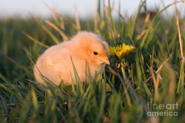 Poultry Art Print featuring the photograph Baby Chick in Green Grass by Cindy Singleton
