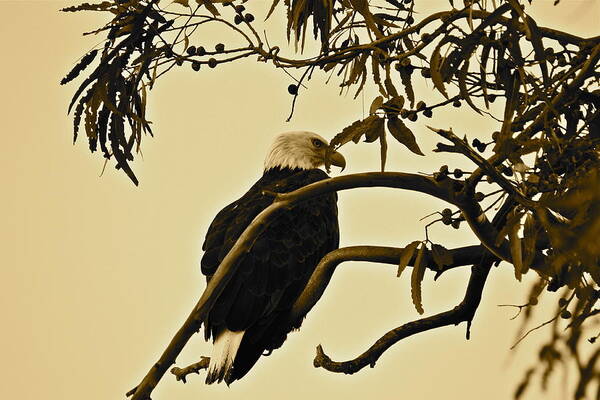 Birds Art Print featuring the photograph Bald Eagle  sepia by Diana Hatcher