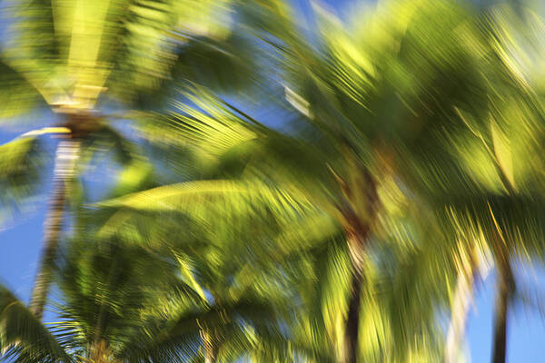 Abstract Art Print featuring the photograph Balm Tree Blur by Vince Cavataio - Printscapes