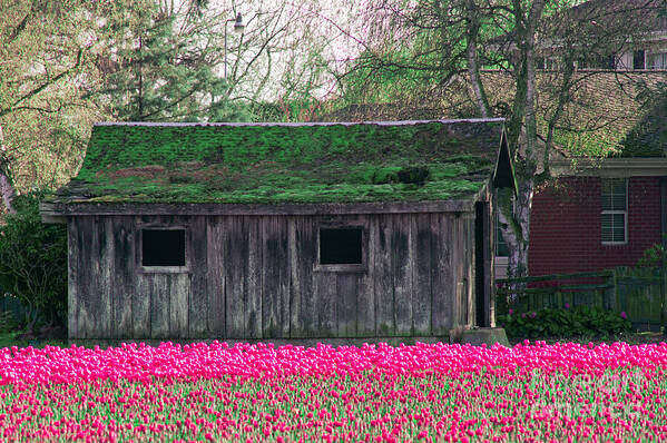 Barn Art Print featuring the photograph Barn Intensified by Louise Magno