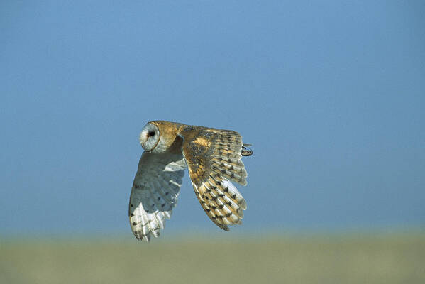 Mp Art Print featuring the photograph Barn Owl Tyto Alba Flying, North America by Konrad Wothe