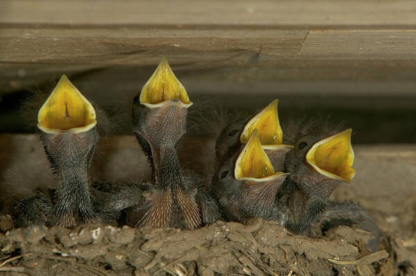 Mp Art Print featuring the photograph Barn Swallow Hirundo Rustica Chicks by Cyril Ruoso