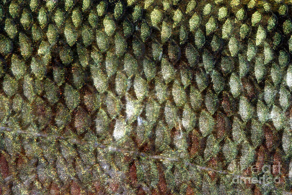Freshwater Art Print featuring the photograph Bass Fish Scales by Ted Kinsman