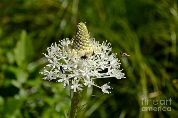 Beargrass Art Print featuring the photograph Beargrass by Cassie Marie Photography