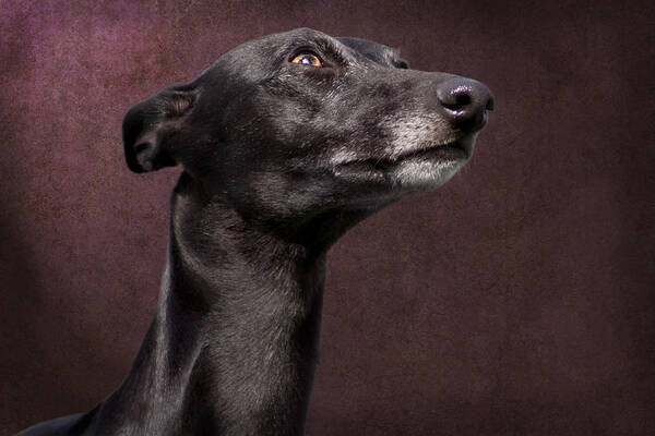 Whippet Art Print featuring the photograph Beautiful Whippet Dog by Ethiriel Photography