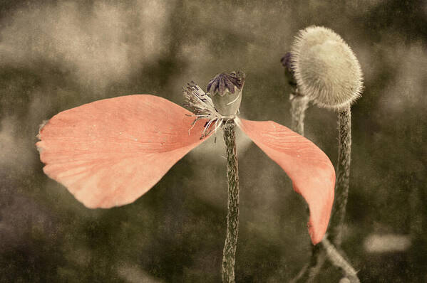 Flowers Art Print featuring the photograph Beauty Fades by Bill Pevlor