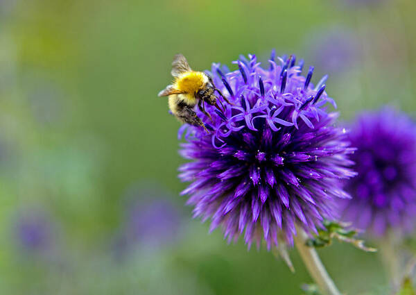 Bee Art Print featuring the photograph Bee on garden flower by David Freuthal