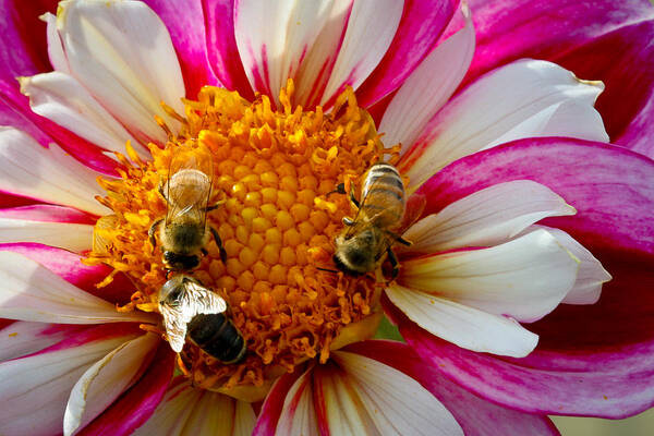 Dahlia Art Print featuring the photograph Bee Time by Jean Noren