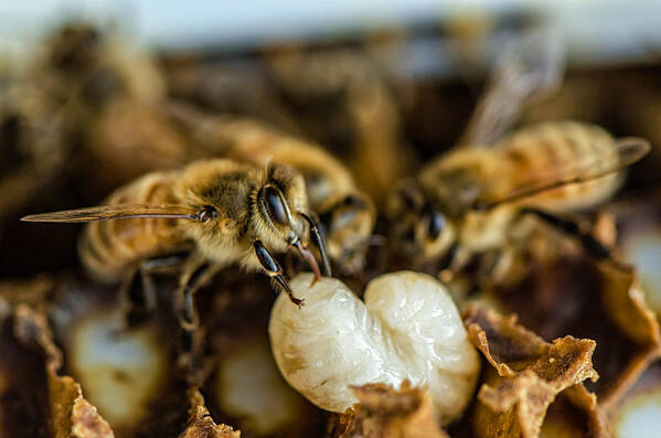 Animal Art Print featuring the photograph Bees Tending Larva by James Bull