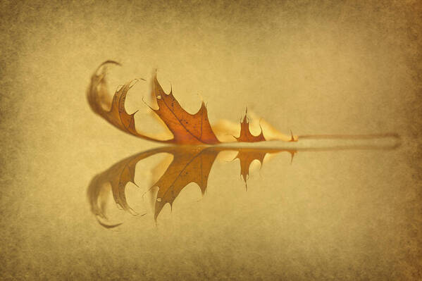 Leaf Art Print featuring the photograph Beneath The Falling Leaves by Evelina Kremsdorf