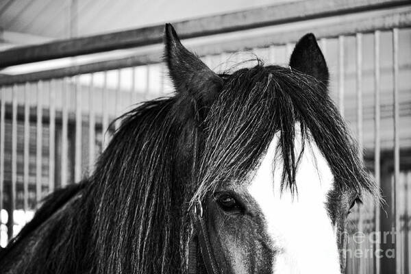 Horse Art Print featuring the photograph Best Friend by Traci Cottingham