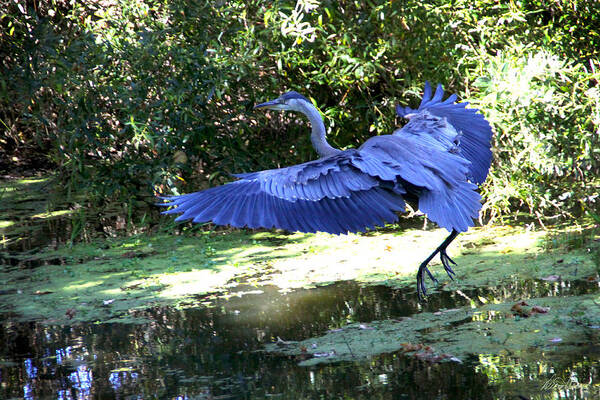 Big Art Print featuring the photograph Big Blue in Flight by Diana Haronis