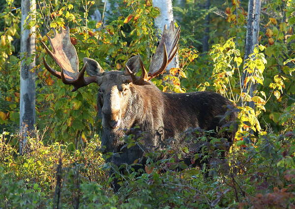 Nature Art Print featuring the photograph Big Bull Moose Early Morning Light by Duane Cross