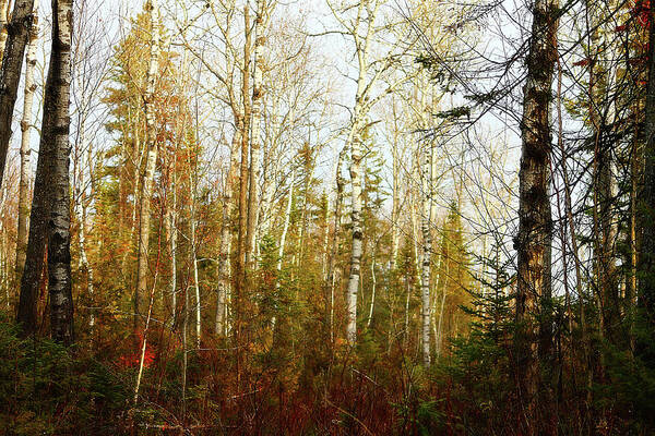 Hovind Art Print featuring the photograph Birch forest by Scott Hovind