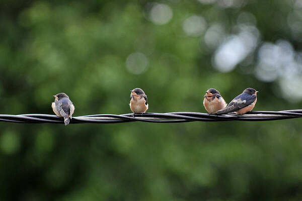 Young Art Print featuring the photograph Birds by Dragan Kudjerski