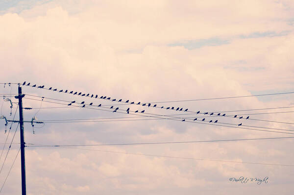 Nature Art Print featuring the photograph Birds On A Wire Pink and Blue by Paulette B Wright