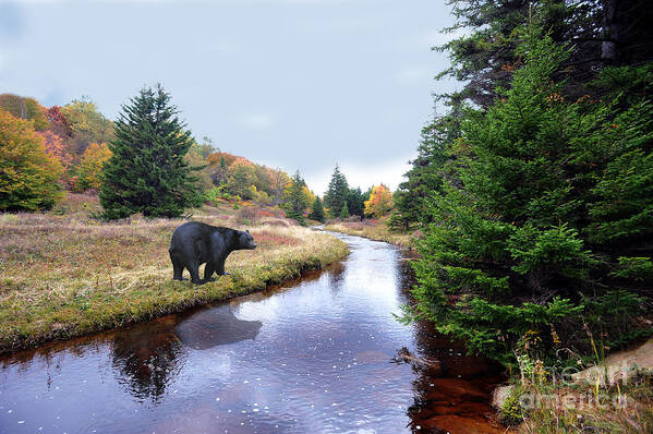 Black Bear Art Print featuring the photograph Black bear beside stream by Dan Friend
