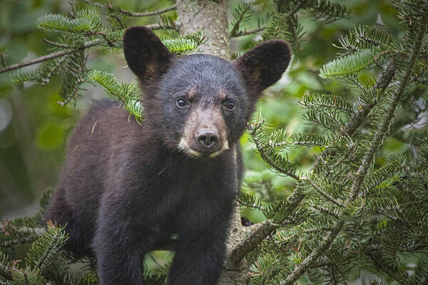 Black Bear Art Print featuring the photograph Black Bear Cub in Northern Minnesota by Randall Nyhof