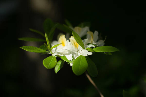 Bloom Art Print featuring the photograph Blossoming by Jakub Sisak