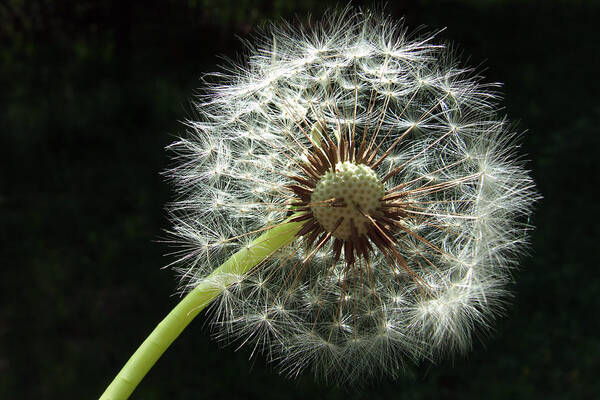 Blowball Art Print featuring the photograph Blowball Dandelion with black background by Matthias Hauser