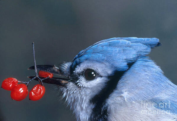 Nature Art Print featuring the photograph Blue Jay by Photo Researchers, Inc.
