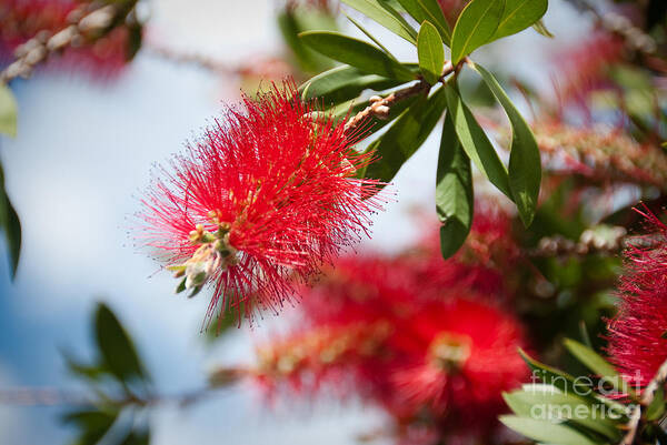 Christmas Art Print featuring the photograph Bottle Brush tree by Yurix Sardinelly