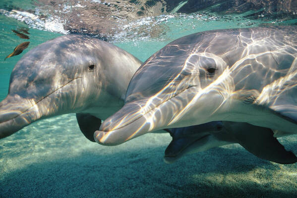 00087645 Art Print featuring the photograph Bottlenose Dolphin Underwater Pair by Flip Nicklin