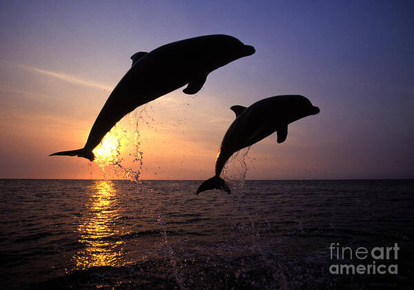 Cetacean Art Print featuring the photograph Bottlenose Dolphins by Francois Gohier and Photo Researchers