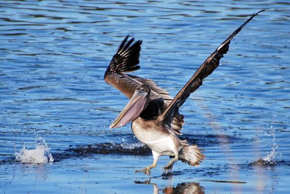 Website Art Print featuring the photograph Brown pelican landing by Bill Hosford