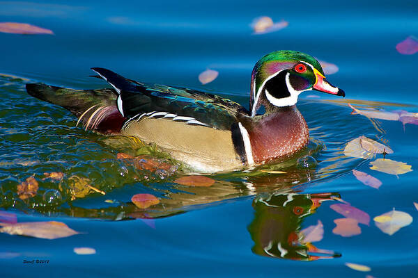 Wood Duck Art Print featuring the photograph Bubbles and Leaves by Stephen Johnson